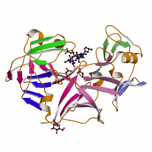 aspergillus oryzae figure