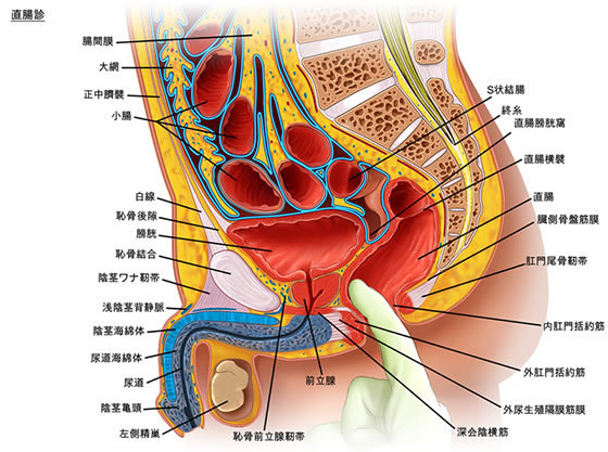 前立腺の解剖と触診